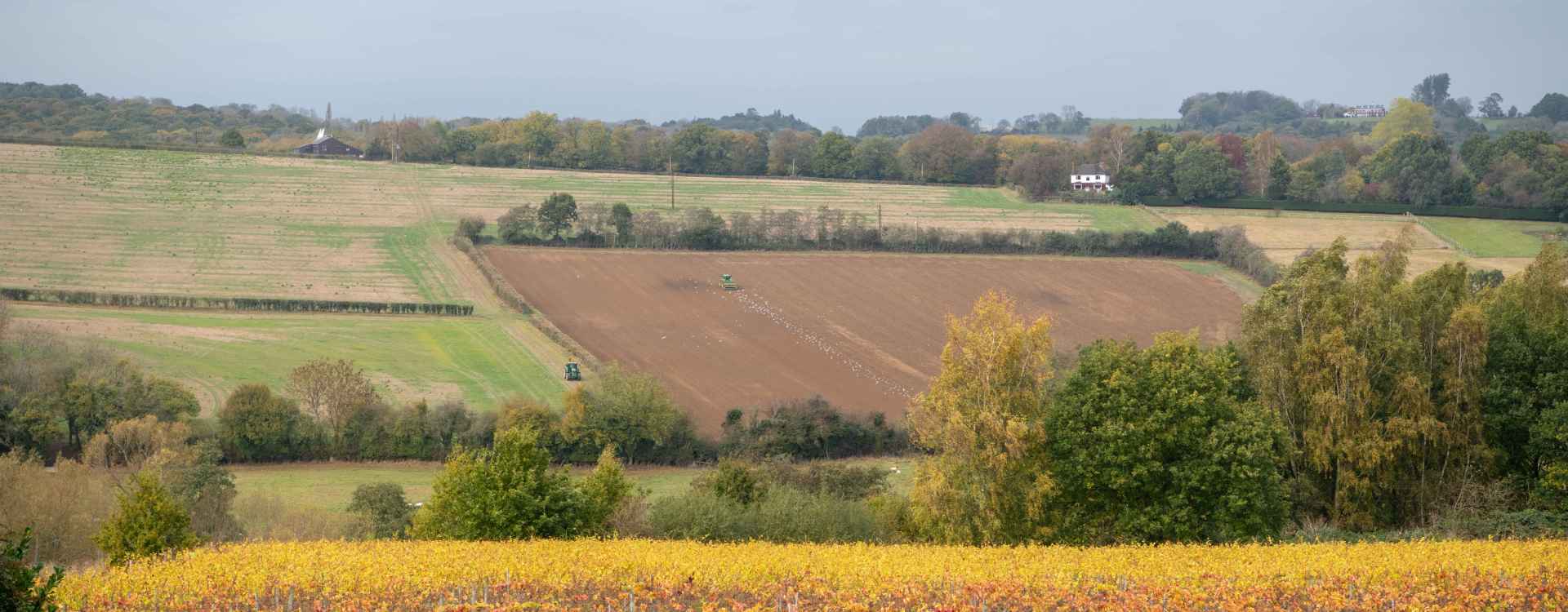 Lamberhurst Vineyard, Kent